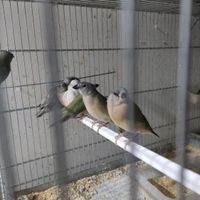 جوجه گلدین قناری سهره گلبسر طوطی کوتوله عروس هلندی|پرنده|اصفهان, شیخ اشراق|دیوار
