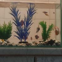 تعدادی ماهی گلفیش زبرا آنجل فایتر|ماهی و آکواریوم|ساوه, |دیوار