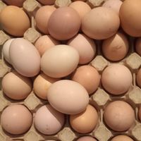 تخم مرغ خروسی 70تا موجود الان|حیوانات مزرعه|خواف, |دیوار