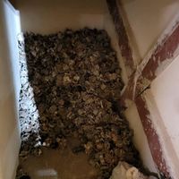 اجرای انواع داربست وکرایه ابزارکار ساختمان درشیراز|خدمات پیشه و مهارت|شیراز, صاحب الزمان|دیوار