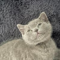 گربه نژاد اسکاتیش تریپل فولد|گربه|تهران, اکباتان|دیوار