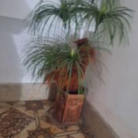 درختچه نخل|گل مصنوعی|کرمانشاه, |دیوار