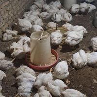 مرغ اکبرجوجه ایی ارگانیک|حیوانات مزرعه|گلوگاه, |دیوار