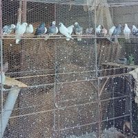 کبوتر های پرشی و ساعتی نر و ماده|پرنده|بابل, |دیوار