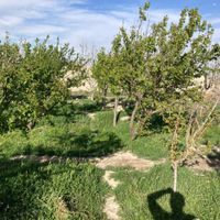باغ و باغچه/۴۲۰متر/سندتک برگ|فروش زمین و ملک کلنگی|تهران, شهرک ولیعصر|دیوار