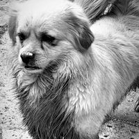 سگ شیتزو گم شده حوالی باغ گیلاس شهریار|حیوانات|شهریار, |دیوار