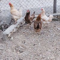 خروس گلین و مرغ گلین لری|حیوانات مزرعه|اراک, |دیوار