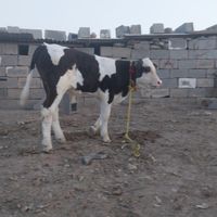 گاو و گوساله سیمینتال|حیوانات مزرعه|دزفول, |دیوار