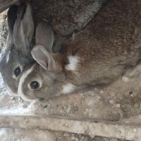 چهار عدد خرگوش خونگی بالغ کار داده|موش و خرگوش|شیراز, ابونصر|دیوار