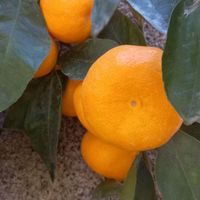 نهال نارنگی ژاپنی و انشو و یونسی و پیج و یافا|گل و گیاه طبیعی|ساری, |دیوار