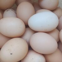 تخم مرغ محلی از مرغ گلپایگان نطفه دار|حیوانات مزرعه|رودسر, |دیوار