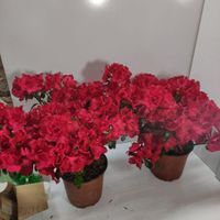 گل آزالیا قرمز و صورتی|گل و گیاه طبیعی|رشت, گلسار|دیوار