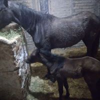 اسب مادیان سه ساله عرب ایرانی|اسب و تجهیزات اسب سواری|تهران, نیاوران|دیوار