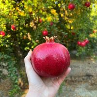 نهالستان پایه کشت بافت رویشی|خدمات باغبانی و درختکاری|تهران, سعادت‌آباد|دیوار