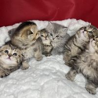 گربه اسکاتیش های مخملی و اصیل|گربه|تهران, جنت‌آباد شمالی|دیوار