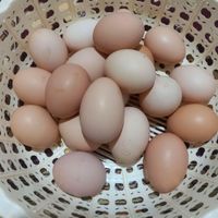 تخم مرغ محلی|حیوانات مزرعه|بجنورد, |دیوار
