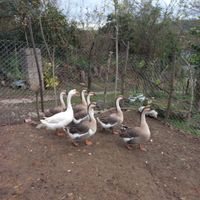 جوجه قوغاز و جوجه اردک اسراییلی|حیوانات مزرعه|رحیم‌آباد, |دیوار