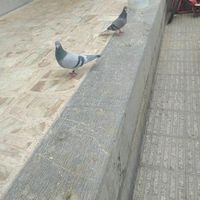 گفتر پلاکی|پرنده|اصفهان, بیست و چهار متری|دیوار