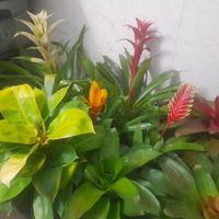 انواع گل گیاه  طبیعی|گل و گیاه طبیعی|قرچک, |دیوار