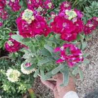 فروش انواع گلهای فصلی و شب بو|گل و گیاه طبیعی|اصفهان, آزادان|دیوار