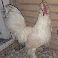 مرغ گلین وخروس بومی|حیوانات مزرعه|اصفهان, سودان|دیوار