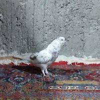 کبوتر گرگی|پرنده|زابل, |دیوار