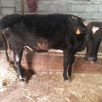 خریدار انواع گاو چاق و لاغر برا کشتار|حیوانات مزرعه|لیسار, |دیوار