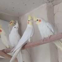 عروس هلندی بالغ|پرنده|اصفهان, زهران|دیوار