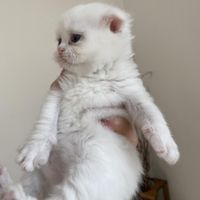 بچه گربه اسکاتیش و بریتیش|گربه|تهران, پونک|دیوار