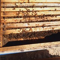 زنبور عسل میانگین ۷قاب|حیوانات مزرعه|جهرم, |دیوار