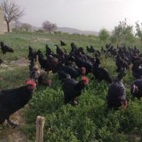فروش خروس سیاه مشکی برای قربانی کردن|حیوانات مزرعه|تهران, سعادت‌آباد|دیوار