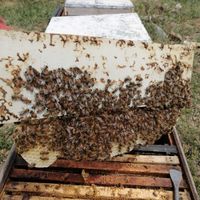 کندو زنبور عسل|حیوانات مزرعه|لواسان, |دیوار