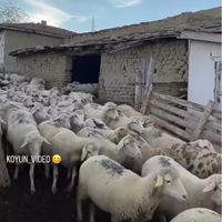 فروش زنده سراسر تهران|حیوانات مزرعه|تهران, بریانک|دیوار