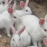 خرگوش|موش و خرگوش|دزفول, |دیوار