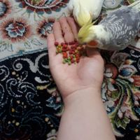 جفت عروس هلندی خوشگل|پرنده|تهران, شهرک تختی|دیوار