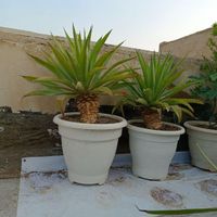 کاکتوس آگاو سن و سال دار سایز بزرگ|گل و گیاه طبیعی|تهران, مسعودیه|دیوار