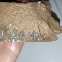 فسیل|کلکسیون و سرگرمی|تهران, جی|دیوار
