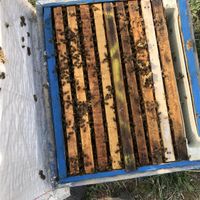 زنبورعسل|حیوانات مزرعه|دماوند, |دیوار