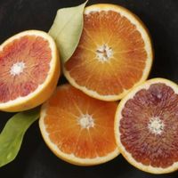 نهالستان فروزانی (فروش درخت پرتقال خونی پیوندی)|گل و گیاه طبیعی|ساری, |دیوار
