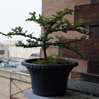 بونسای بنسای نارون سیجو|گل و گیاه طبیعی|تهران, سوهانک|دیوار