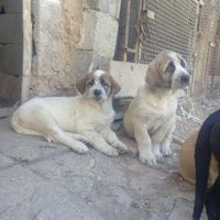 سگ توله سرابی|سگ|نظرآباد, |دیوار