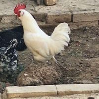 مرغ گلین|حیوانات مزرعه|اصفهان, عاشق‌آباد|دیوار