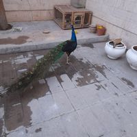 طاووس|پرنده|اصفهان, ناژوان|دیوار