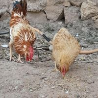 یجفت مرغ و خروس ریشو|حیوانات مزرعه|مسجد سلیمان, |دیوار