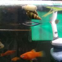 حلزون کیلر|ماهی و آکواریوم|کرج, ولیعصر|دیوار