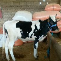 گوساله برای کوشتار|حیوانات مزرعه|مشهد, موسوی قوچانی|دیوار