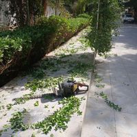 خدمات باغبانی هرسکاری و تعویض خاک گلدون در منزل|خدمات باغبانی و درختکاری|تهران, سعادت‌آباد|دیوار