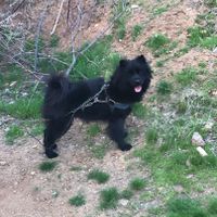سگ نژاد خرسی  بزرگ|سگ|تهران, سبلان|دیوار