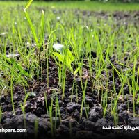 کشت گل و گیاه  و چمن و نگهداری|خدمات باغبانی و درختکاری|اصفهان, خلیل آباد|دیوار
