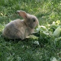 خرگوش باهوش و زرنگ|موش و خرگوش|نظرآباد, |دیوار